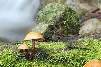 Galerina marginata image