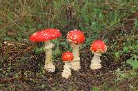 Amanita muscaria image