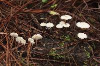 Marasmius rotula image