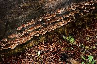 Trametes versicolor image