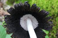 Coprinus comatus image