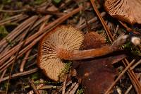 Rhodocybe nitellina image