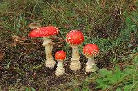 Amanita muscaria subsp. flavivolvata image