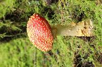 Amanita muscaria image