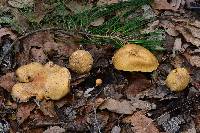 Suillus tomentosus image