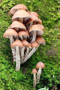 Psilocybe zapotecorum image