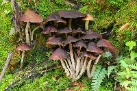 Psilocybe zapotecorum image