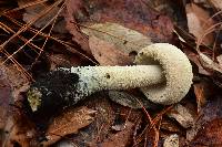 Amanita pelioma image