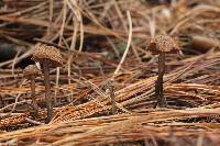 Inocybe calamistrata image