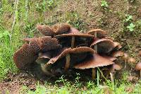 Psilocybe caerulescens image