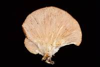 Pleurotus ostreatus image