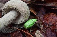 Amanita pelioma image