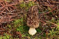 Morchella snyderi image