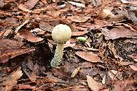 Amanita pelioma image