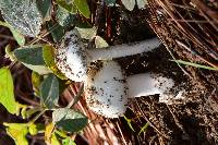 Amanita bisporigera image