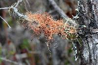 Usnea rubicunda image