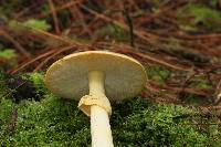 Amanita flavorubens image