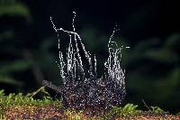 Xylaria magnoliae image