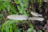 Coprinus comatus image