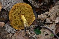 Suillus tomentosus image