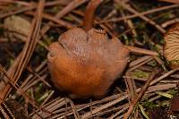 Rhodocybe nitellina image