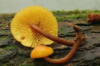 Gymnopilus picreus image