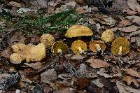 Suillus tomentosus image