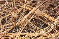 Inocybe calamistrata image