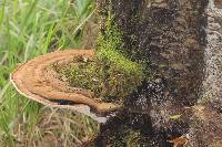 Ganoderma applanatum image