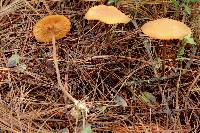 Marasmius cohaerens image