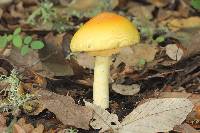 Amanita laurae image