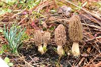 Morchella brunnea image