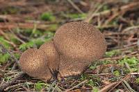 Lycoperdon umbrinum image