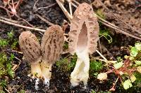 Morchella brunnea image