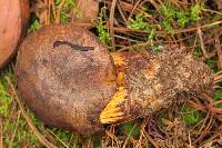 Boletus subvelutipes image