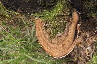 Ganoderma applanatum image