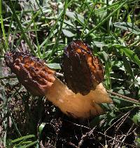 Morchella brunnea image