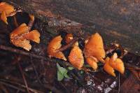 Gymnopilus picreus image