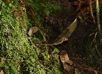 Psilocybe neoxalapensis image