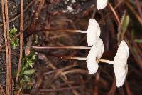 Marasmius rotula image