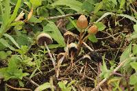 Psilocybe mexicana image