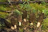 Morchella brunnea image