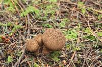 Lycoperdon umbrinum image