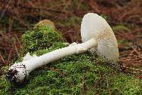 Amanita flavorubens image