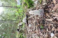 Coprinus comatus image