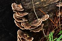 Trametes versicolor image