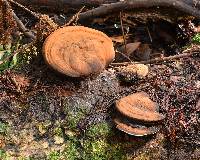 Ganoderma applanatum image