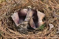 Sarcosphaera coronaria image