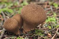 Lycoperdon umbrinum image