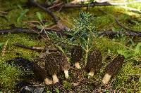 Morchella brunnea image